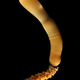 An adult Priapulus caudatus, a modern priapulid species
